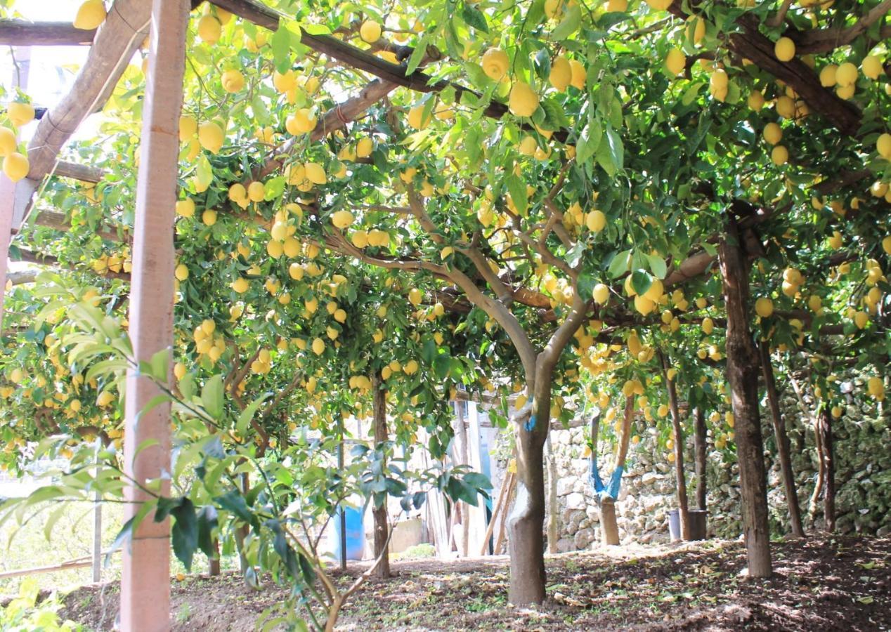 Villa Anna Minori Esterno foto